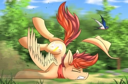 Size: 1280x842 | Tagged: safe, artist:kaylerustone, imported from derpibooru, oc, oc only, oc:kayle rustone, bird, pegasus, pony, crash, eyes closed, face down ass up, forest, gritted teeth, hat, male, scenery, solo, spread wings, stallion, wings