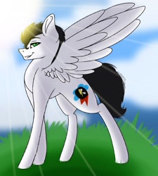 Size: 1490x1658 | Tagged: artist needed, safe, imported from derpibooru, oc, oc only, oc:skysprinter, pegasus, pony, grass, looking at you, male, outdoors, sky, solo, stallion, sunshine