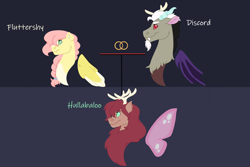 Size: 1280x854 | Tagged: safe, artist:itstechtock, imported from derpibooru, discord, fluttershy, oc, oc:hullaballoo, oc:hullabaloo, hybrid, cute, cute little fangs, discoshy, fangs, female, interspecies offspring, male, offspring, parent:discord, parent:fluttershy, parents:discoshy, shipping, straight