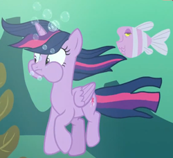 Size: 1184x1081 | Tagged: safe, imported from derpibooru, screencap, twilight sparkle, alicorn, fish, pony, every little thing she does, bubble, female, folded wings, holding breath, mare, puffy cheeks, solo, twilight sparkle (alicorn), underwater, water, wide eyes, wings