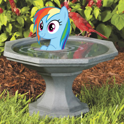 Size: 1000x1000 | Tagged: safe, artist:sollace, imported from derpibooru, rainbow dash, bird, bird pone, cardinal, pony, deep tissue memories, spoiler:deep tissue memories, behaving like a bird, bird bath, irl, photo, ponies in real life, show accurate, solo, wet, wet mane