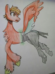 Size: 768x1022 | Tagged: safe, imported from derpibooru, oc, changeling, pegasus, changeling oc, pegasus oc, wings