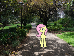 Size: 1200x900 | Tagged: safe, artist:duckchip, edit, imported from derpibooru, fluttershy, pegasus, pony, calm, path, photo, photography, real life background, solo