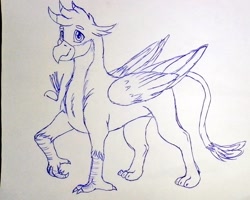 Size: 1024x819 | Tagged: safe, artist:discbreaker100, imported from derpibooru, gallus, griffon, monochrome, sketch, solo, traditional art