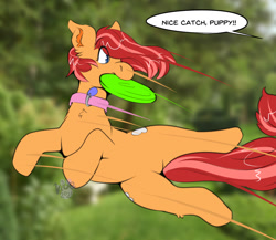 Size: 1280x1111 | Tagged: safe, artist:maynara, imported from derpibooru, oc, oc only, oc:peaches(maynara), pony, both cutie marks, collar, dialogue, ear fluff, eye clipping through hair, female, frisbee, jumping, mouth hold, pet play, pet tag, pony pet, real life background, solo, speed lines