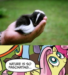 Size: 500x549 | Tagged: safe, imported from derpibooru, skunk, exploitable meme, meme, nature is so fascinating, obligatory pony
