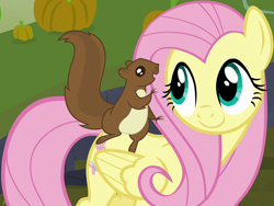 Size: 1270x954 | Tagged: safe, imported from derpibooru, screencap, fluttershy, pegasus, pony, squirrel, season 5, the hooffields and mccolts, cropped, cute, female, mare, shyabetes, smiling