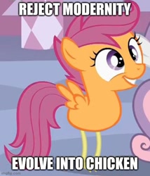 Size: 500x585 | Tagged: safe, edit, edited screencap, imported from derpibooru, screencap, scootaloo, sweetie belle, bird, chicken, season 1, stare master, caption, carousel boutique, cropped, image macro, meme, offscreen character, scootachicken, solo focus, text
