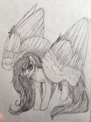 Size: 953x1280 | Tagged: source needed, safe, artist:nekotoko, imported from ponybooru, oc, oc only, pegasus, pony, black and white, excited, female, grayscale, large wings, looking at you, mare, monochrome, photo, sketch, solo, traditional art, wings