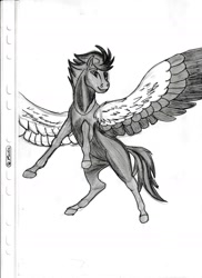 Size: 1275x1752 | Tagged: safe, artist:silbernepegasus, imported from derpibooru, horse, pegasus, large wings, monochrome, realistic, solo, spread legs, spread wings, standing on two hooves, traditional art, wings