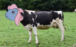 Size: 606x379 | Tagged: safe, edit, imported from derpibooru, wind whistler, cow, pegasus, pony, my little pony 'n friends, 1000 years in photoshop, animal, cow whistler, farm, female, g1, grass, irl, outdoors, photo, smiling, solo