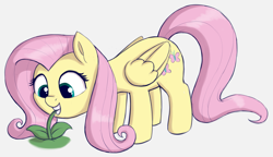 Size: 2511x1446 | Tagged: safe, artist:heretichesh, imported from derpibooru, fluttershy, pegasus, pony, cute, drawthread, eating, female, flower, grazing, herbivore, highlights, horses doing horse things, leaning, mare, plant, shyabetes, simple background, smiling, solo, white background