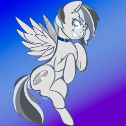 Size: 2400x2400 | Tagged: safe, artist:koapony, imported from derpibooru, oc, oc only, oc:chrome finish, pegasus, collar, flying