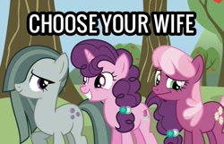 Size: 713x458 | Tagged: safe, imported from derpibooru, cheerilee, marble pie, sugar belle, earth pony, pony, unicorn, caption, choose your wife, female, image macro, implied big macintosh, mare, text, trio, trio female