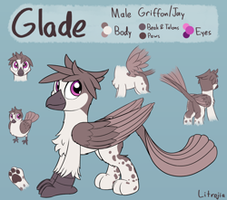 Size: 2600x2300 | Tagged: safe, artist:litrojia, imported from derpibooru, oc, oc only, oc:glade, bird, griffon, butt, chest fluff, griffon oc, male, paws, reference sheet, spots, spread wings, standing, tail feathers, two toned wings, underpaw, wings