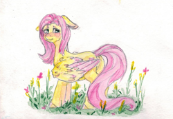 Size: 904x624 | Tagged: safe, artist:carboneum, imported from derpibooru, fluttershy, pegasus, pony, blushing, colored wings, colored wingtips, cute, female, flower, looking back, mare, shyabetes, solo, traditional art, wings