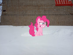 Size: 1280x960 | Tagged: safe, imported from derpibooru, pinkie pie, earth pony, pony, not asking for trouble, brick wall, cold, gritted teeth, irl, photo, ponies in real life, snow, solo