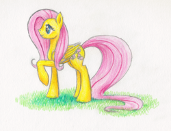 Size: 1596x1218 | Tagged: safe, artist:magical-marauder, imported from derpibooru, fluttershy, pegasus, pony, female, grass, mare, raised hoof, simple background, solo, traditional art, white background