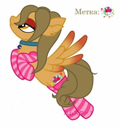 Size: 570x604 | Tagged: safe, artist:maryhoovesfield, imported from derpibooru, oc, oc only, pegasus, pony, bedroom eyes, choker, clothes, ear fluff, pegasus oc, simple background, socks, solo, striped socks, white background, wings