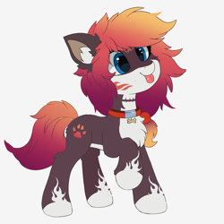 Size: 2000x2000 | Tagged: safe, artist:neverend, imported from derpibooru, oc, oc only, dog, dog pony, pony, chest fluff, coat markings, collar, facial markings, female, mare, mlem, pale belly, raised hoof, silly, simple background, socks (coat marking), socks (coat markings), solo, tongue out, white background, white belly