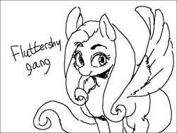 Size: 800x600 | Tagged: artist needed, safe, fluttershy, pegasus, pony, monochrome, simple background, sketch, spread wings, wings