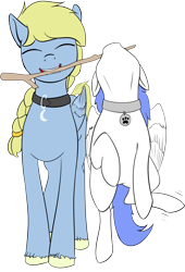Size: 2629x3867 | Tagged: safe, artist:barhandar, imported from ponybooru, oc, oc:snow pup, oc:windswept skies, pegasus, pony, behaving like a dog, charm, collar, colored, duo, ears, eyes closed, female, flat colors, floppy ears, hanging, male, mare, mouth hold, pet play, pet tag, simple background, smiling, stallion, stick, transparent background, unshorn fetlocks