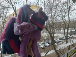 Size: 745x559 | Tagged: safe, imported from derpibooru, twilight sparkle, alicorn, pony, unicorn, crochet, irl, photo, plushie, poland, ponies riding ponies, riding, self ponidox, self riding, twilight sparkle (alicorn), unicorn twilight