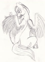 Size: 2905x4012 | Tagged: safe, artist:denton, imported from derpibooru, oc, oc only, pegasus, pony, feather, grooming, preening, sketch, solo