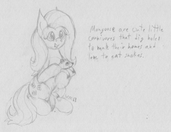 Size: 2957x2288 | Tagged: safe, artist:wapamario63, imported from ponybooru, fluttershy, mongoose, pegasus, pony, animal, cute, dialogue, educational, female, mare, monochrome, shyabetes, sitting, sketch, solo, traditional art
