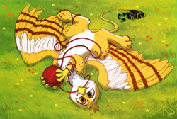 Size: 3000x2020 | Tagged: safe, artist:amishy, imported from derpibooru, oc, oc only, oc:beaky, griffon, fanfic:yellow feathers, behaving like a cat, catbird, cute, field, flower, grass, griffon oc, griffons doing cat things, high res, looking at you, lying down, male, markings, ocbetes, on back, pale belly, simple background, solo, traditional art, wool, wool ball, yarn, yarn ball