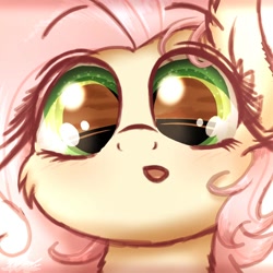 Size: 1000x1000 | Tagged: safe, artist:phoenixrk49, imported from derpibooru, fluttershy, pony, blushing, bust, cheek fluff, close-up, cute, daaaaaaaaaaaw, ear fluff, eye reflection, female, front view, full face view, looking at you, mare, open mouth, portrait, reflection, shyabetes, solo, wrong eye color