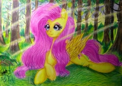 Size: 885x630 | Tagged: safe, artist:shadowingartist, imported from derpibooru, fluttershy, pegasus, pony, crepuscular rays, cute, daaaaaaaaaaaw, female, forest, long hair, lying down, mare, prone, shyabetes, sitting, smiling, solo, traditional art, wings