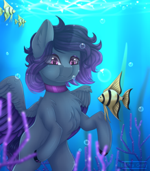 Size: 2458x2808 | Tagged: safe, artist:elektra-gertly, imported from derpibooru, oc, oc only, fish, pegasus, pony, bubble, chest fluff, colored pupils, coral, crepuscular rays, ear fluff, high res, ocean, purple eyes, seaweed, solo, sunlight, underwater, water, wings