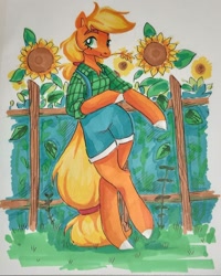 Size: 1080x1350 | Tagged: safe, artist:amidnighters, artist:ariamidnighters, imported from derpibooru, applejack, earth pony, semi-anthro, clothes, female, flower, hay stalk, mare, overalls, shirt, solo, straw in mouth, sunflower, traditional art