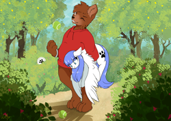 Size: 3508x2480 | Tagged: safe, artist:wbp, imported from derpibooru, oc, oc:snow pup, bear, pegasus, pony, ball, berry bush, bush, carrying, clothes, dirt path, dirt road, female, forest, frisbee, furry, furry oc, high res, holding a pony, hoodie, looking at something, looking at you, mare, one eye closed, simple background, sports, spread wings, tennis, tennis ball, wings, wink, wristband