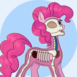 Size: 2160x2160 | Tagged: safe, artist:silverst, artist:tanatos, imported from derpibooru, pinkie pie, earth pony, pony, bone, dissectibles, dissection, freeny's hidden dissectibles, high res, organs, skeleton, solo