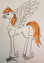 Size: 2616x3704 | Tagged: safe, artist:agdapl, imported from derpibooru, oc, oc only, classical hippogriff, hippogriff, high res, signature, solo, traditional art