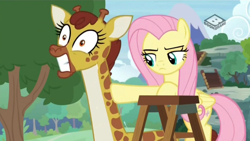 Size: 1280x720 | Tagged: safe, imported from derpibooru, screencap, angel bunny, clementine, fluttershy, giraffe, pegasus, season 9, she talks to angel, spoiler:s09, body swap, boomerang (tv channel), gritted teeth, ouch, teeth grinding