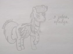 Size: 3511x2592 | Tagged: safe, artist:dimdariusz, imported from derpibooru, oc, oc only, oc:zebra, pegasus, pony, zebra, blushing, cyrillic, high res, male, pegasus oc, pencil drawing, russian, shy, simple background, sketch, solo, stallion, stripes, traditional art, wings