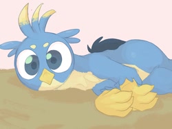Size: 1024x768 | Tagged: safe, artist:noupu, imported from derpibooru, gallus, griffon, behaving like a cat, birb, catbird, cute, gallabetes, looking at you, lying down, male, solo, wings