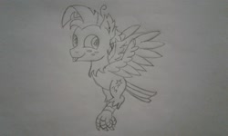Size: 2560x1536 | Tagged: safe, artist:peternators, imported from derpibooru, star tracker, harpy, monster pony, original species, :p, claw, flying, freckles, male, monochrome, sketch, smiling, species swap, tongue out, traditional art, wings