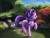 Size: 3000x2250 | Tagged: safe, artist:flusanix, imported from derpibooru, starlight glimmer, pony, unicorn, female, forest, high res, mare, one eye closed, smiling, solo, wink