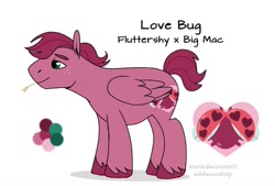 Size: 1064x720 | Tagged: safe, artist:manedwolves101, imported from derpibooru, oc, oc only, oc:love bug, insect, ladybug, color palette, cutie mark, freckles, lidded eyes, male, offspring, parent:big macintosh, parent:fluttershy, parents:fluttermac, reference sheet, simple background, stallion, straw, unshorn fetlocks, white background