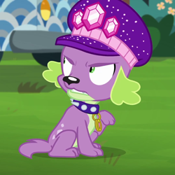 Size: 1080x1080 | Tagged: safe, imported from derpibooru, screencap, spike, spike the regular dog, dog, equestria girls, equestria girls series, lost and pound, spoiler:eqg series (season 2), collar, cropped, gem, grass, hat, jewel, lost and pound: spike, solo, spiked collar