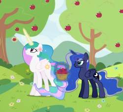 Size: 712x650 | Tagged: safe, artist:soft_angel, imported from derpibooru, princess celestia, princess luna, alicorn, pony, apple, apple tree, basket, duo, duo female, female, flower, flower in hair, food, magic, mare, royal sisters, siblings, sisters, telekinesis, tree