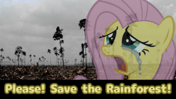 Size: 1920x1080 | Tagged: safe, imported from derpibooru, fluttershy, pegasus, pony, crying, rainforest, sad