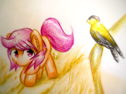 Size: 1920x1440 | Tagged: safe, artist:stardust0130, imported from derpibooru, scootaloo, bird, pegasus, pony, female, filly, solo