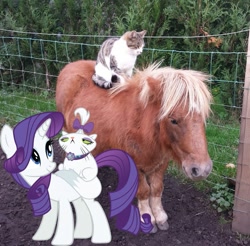 Size: 731x720 | Tagged: safe, imported from derpibooru, opalescence, rarity, pony, shetland pony, horse-pony interaction, irl, irl cat, irl pony, opalescence riding rarity, photo, ponies in real life, riding, riding a pony, smiling