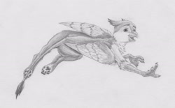 Size: 3952x2447 | Tagged: safe, artist:joestick, imported from derpibooru, oc, oc only, griffon, beak, feral, male, monochrome, traditional art, wings