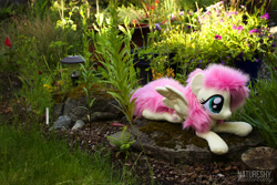 Size: 5184x3456 | Tagged: safe, artist:fluttershyhiker, artist:lanacraft, artist:natureshy, imported from derpibooru, fluttershy, pegasus, pony, absurd resolution, irl, photo, plant, plushie, solo